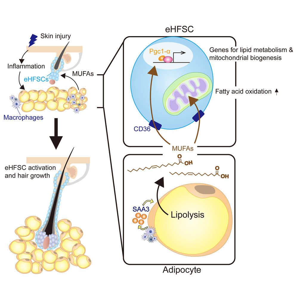 Illustration Showing How Epidermal Hair Follicle Stem Cells (Ehfscs) Interact With Adipocytes, Macrophages, And Monounsaturated Fatty Acids (Mufas) To Stimulate Hair Growth.